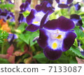 Torenia花 7133087
