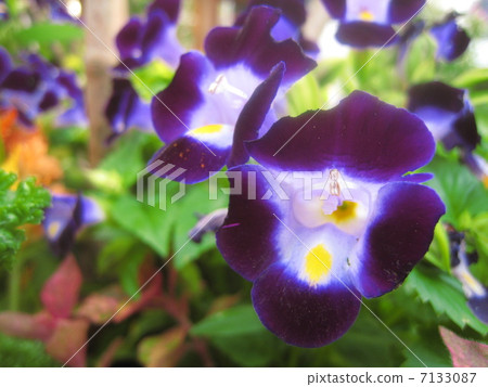 Torenia花 7133087