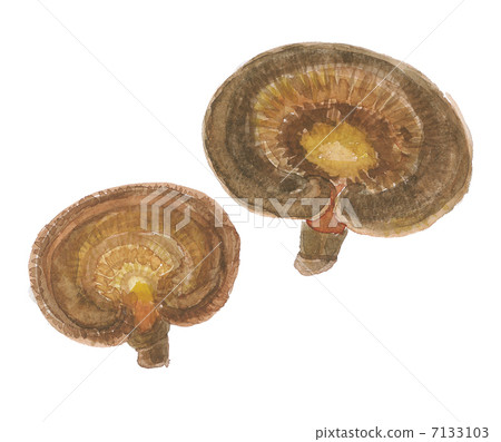 Reishi Ganoderma Reishi Ganoderma 7133103