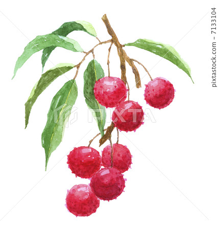 Lychee litchi Lychee litchi 7133104