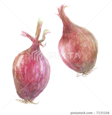 Belgium shallot 7133108