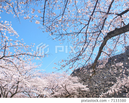 Cherry blossoms at Fukuoka castle 7133380