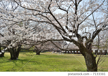 Cherry blossoms at Fukuoka castle 7133381