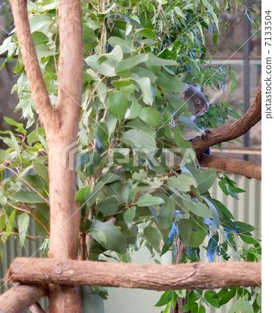 睡覺在樹的考拉 7133504