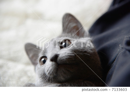 俄羅斯藍 俄羅斯藍 7133603