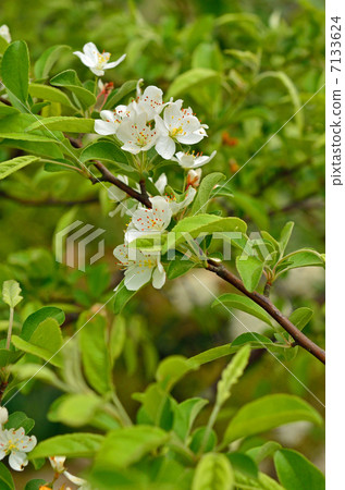 樹樹·玫瑰家庭 7133624