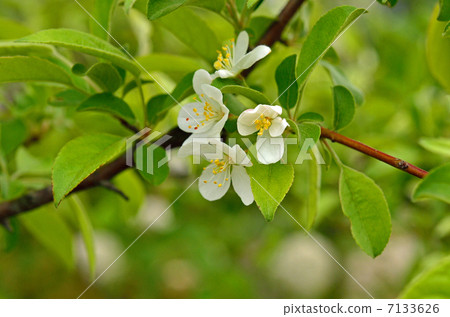 樹樹·玫瑰家庭 7133626