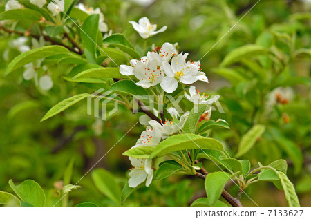 樹樹·玫瑰家庭 7133627