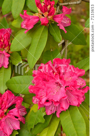 Tree · Rape Rhododendronaceae 7133653