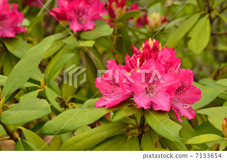 Tree · Rape Rhododendronaceae 7133654