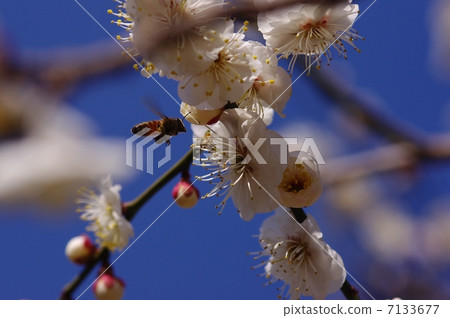 Plum blossom  7133677