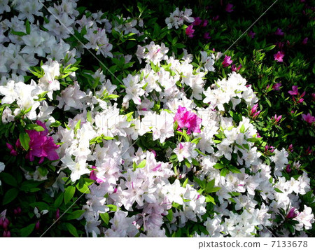 Azalea blossoming in the promenade near my house 7133678