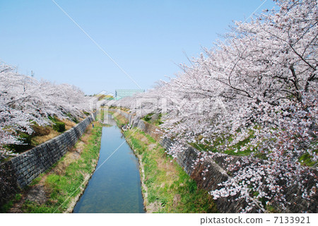 Cherry blossoms in Nagoya city, Yamazaki River, Aichi prefecture Cherry blossoms in Nagoya city, Yamazaki River, Aichi prefecture 7133921