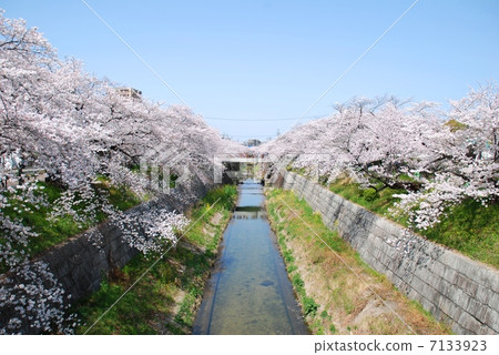 Cherry blossoms in Nagoya city, Yamazaki River, Aichi prefecture Cherry blossoms in Nagoya city, Yamazaki River, Aichi prefecture 7133923