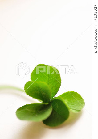 五葉三葉草③ 7133927
