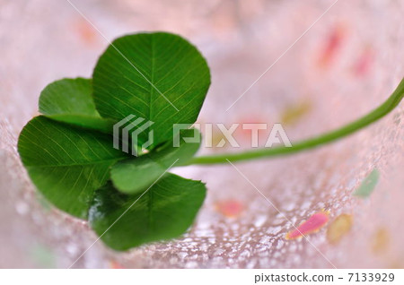 Five leaf clover ⑤ 7133929