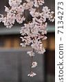 Sakura in Gion 7134273