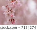 Cherry Blossoms   7134274