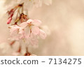 Cherry Blossoms   7134275