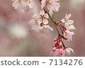Cherry Blossoms   7134276