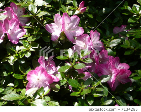 Azalea Azalea 7134285