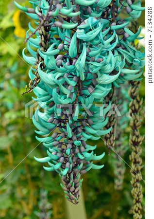 Tree · Jade spotted legume 7134288