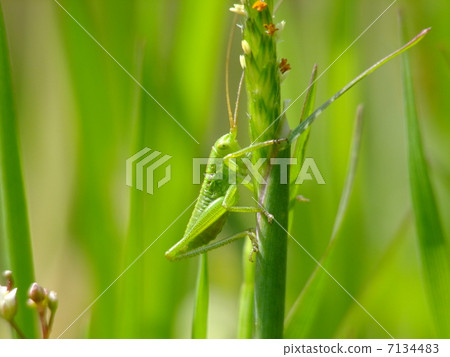 T. beetle的幼蟲 T. beetle的幼蟲 7134483