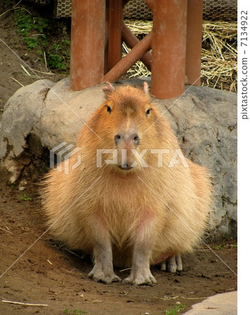 Capybara 02 7134922