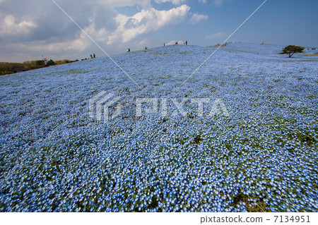 日立海濱公園的Nemophila 日立海濱公園的Nemophila 7134951