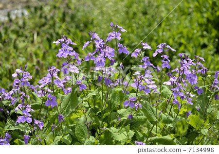 Murasakihanana（紫色綠色花） 7134998