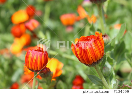 一個萌芽 7134999