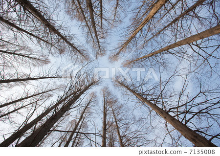 日本雪松 日本雪松 7135008