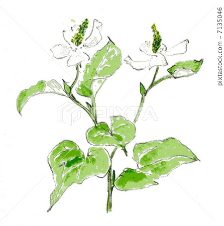 Dokdami (decadent) (hand-drawn illustration) 7135046