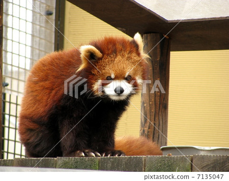 Lesser panda 7135047