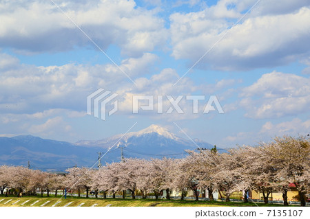 Miyagawa Senbonzakura and Aizu Bandai mountain distant - in Miyabisa Miyagawa Senbonzakura and Aizu Bandai mountain distant - in Miyabisa 7135107