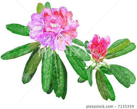 杜鵑 杜鵑 7135359