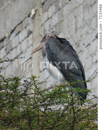 African Bald Stork 7135466
