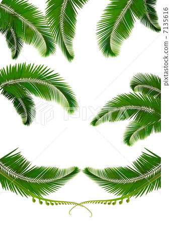 Set of backgrounds with palm leaves. Vector illustration 7135616