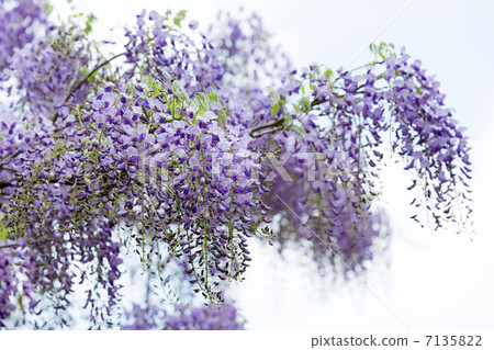 Wild Junto Wild Junto 7135822