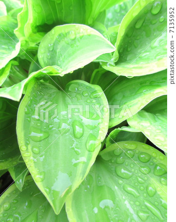 Leaves of Giboshi after the rain 7135952