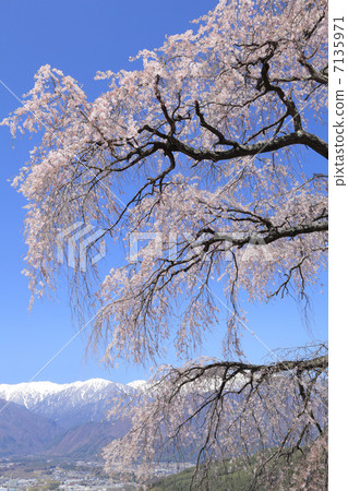 Split cherry blossoms at Sugimayaji Split cherry blossoms at Sugimayaji 7135971