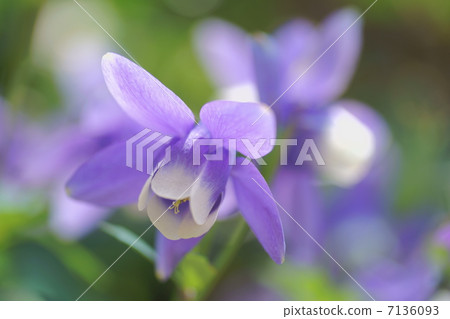 Mt. Fukayama 7136093