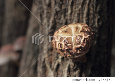 Shiitake mushroom cultivation 7136130