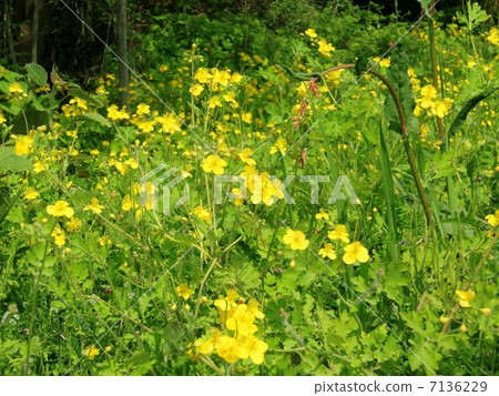 一個擁擠的有毒草植物 7136229