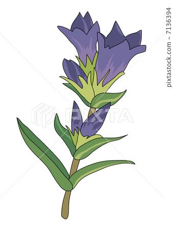 Gentian Gentian 7136394