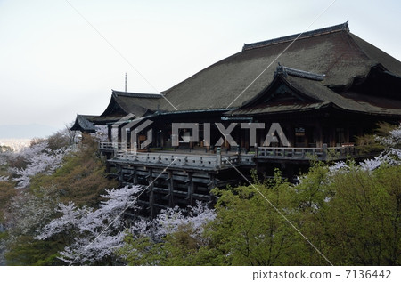 春天的清水寺,清水的舞台 春天的清水寺,清水的舞台 7136442