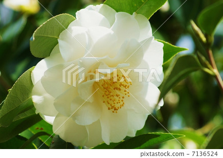 早春的花·牡丹綻放,白色山茶花的仁慈·橫向位置 早春的花·牡丹綻放,白色山茶花的仁慈·橫向位置 7136524