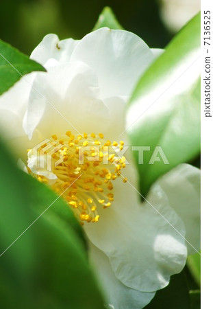 Flower of early spring · Peony bloom, shameful of flower of white camellia · Vertical position up 7136525