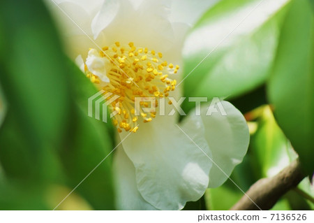 Flower of early spring · Peony bloom, shameful of flower of white camellia · Horizontal position up 7136526