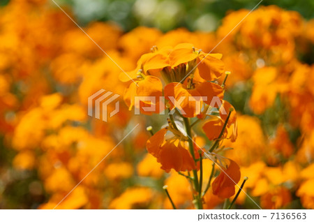 Elisimam Flower Language: Ai no Kizuna Erysimum Hybridum Elisimam Flower Language: Ai no Kizuna Erysimum Hybridum 7136563